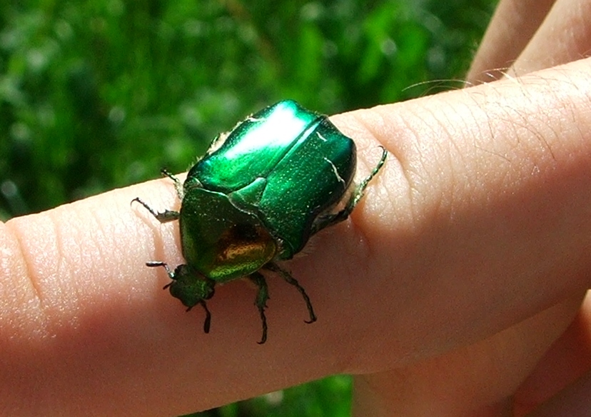 Cetonischema aeruginosa? Cetonia aurata